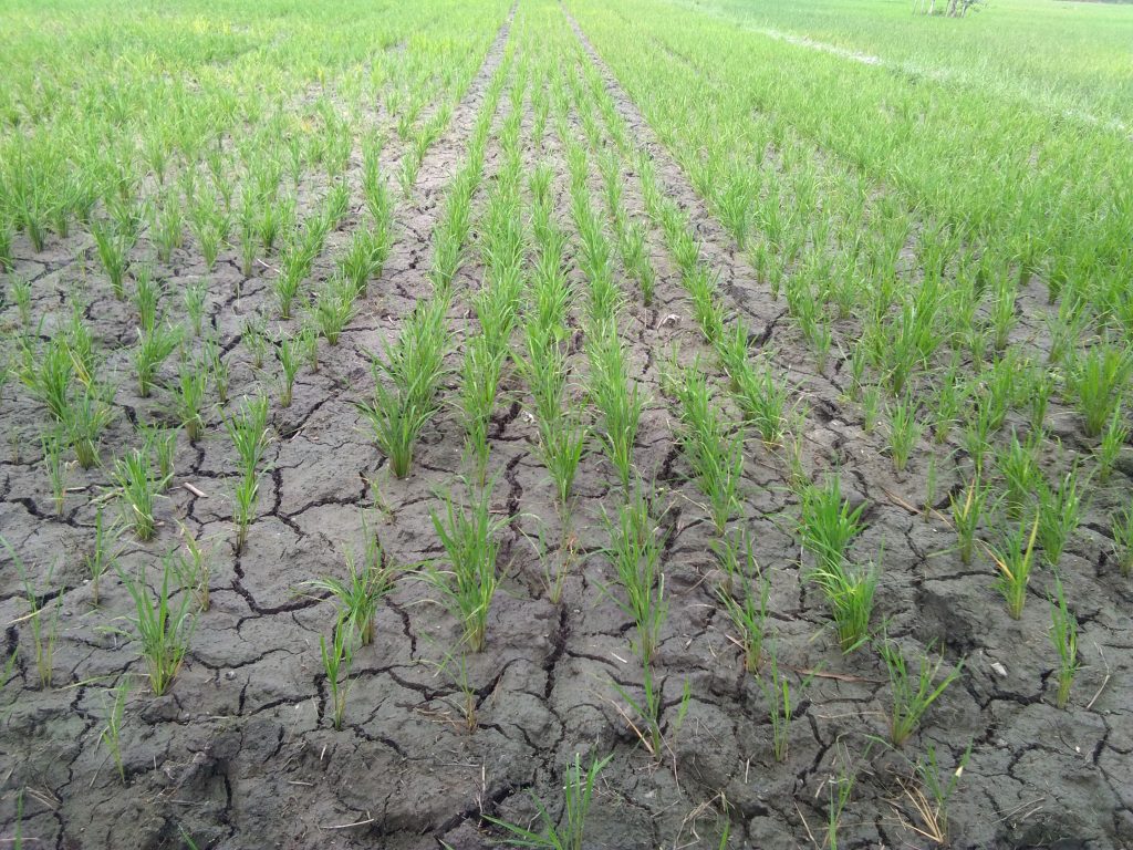 Saluran Irigasi Dangkal Ratusan Hektare Sawah Terancam Gagal Panen