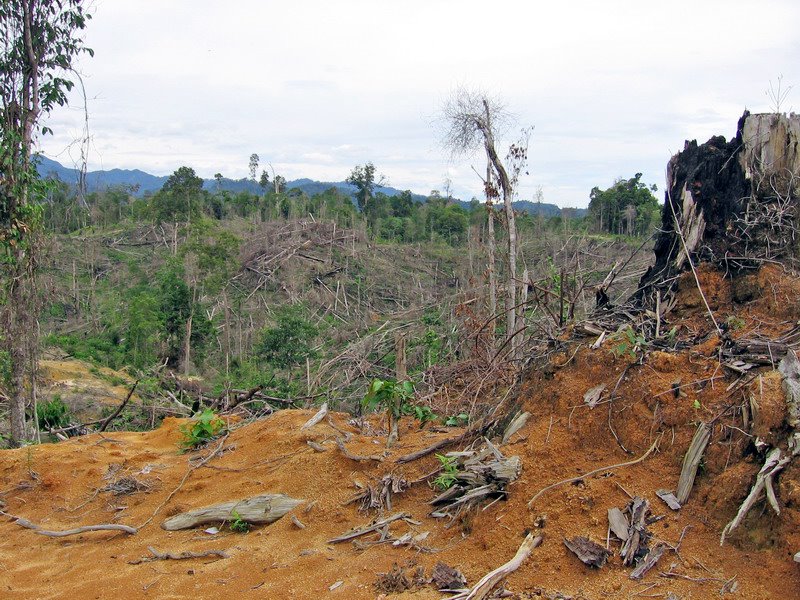  Hutan  Gundul  Hingga Rakyat Kian Miskin Tanggungjawab Siapa