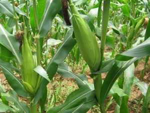 budidaya jagung