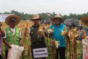 Dandim 0104/Atim Letkol Inf Amril Haris Isya Siregar,SE saat memetik panen jagung