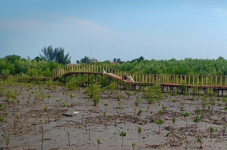 Hutan Mangrove Ramaikan Destinasi Wisata di Karawang