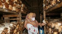 Hj. Yoyoh Sopiah Ajak Masyarakat Subang Berbudidaya Jamur Tiram