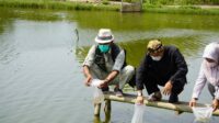 Dinas Perikanan Barat Serahkan Dua Juta Bibit Udang Windu ke Petani Tambak Udang