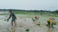 Semangat Babinsa Serda Darwani Bantu Petani Menanam Padi